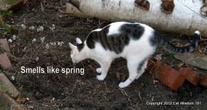 quote-smell-cat-garden-dirt-spring-cat wisdom 101-