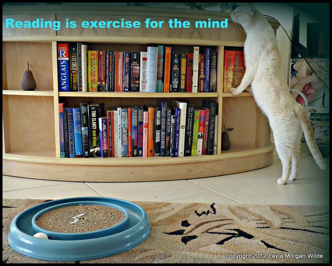 reading-quote-cat-exercise-funny-cat wisdom 101-