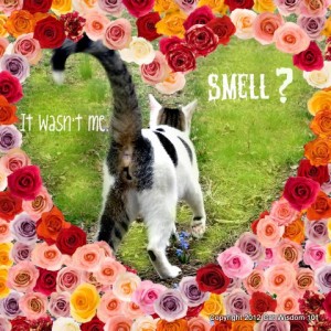 smell-fart-flatulence-LOL cat-vet 101 cat wisdom 101