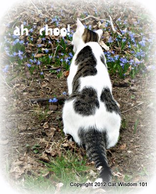 spring-allergies-cats-cat wisdom 101-vet-odin