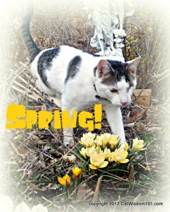spring-cat-garden-crocus-cat wisdom 101