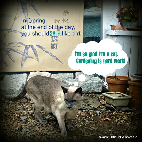 spring-quote-cat-gardening-cat wisdom 101