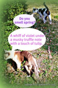 spring-sniffing-cats-humor-scent-cat wisdom 101