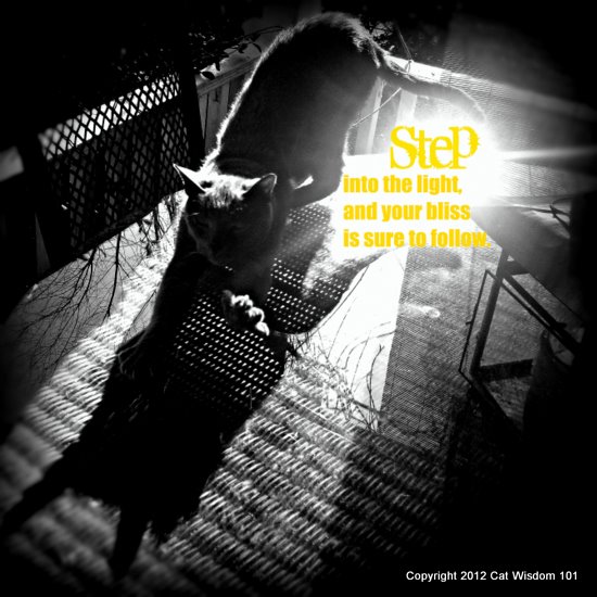 step into the light-follow your bliss-cat-life coach-black white