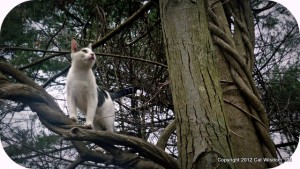 tree-cat-outdoors-spring-cat wisdom 101