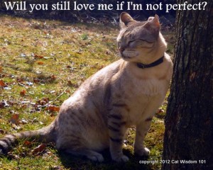 will you still love me-perfect-cat