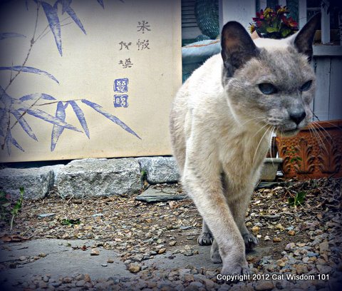 zen-cat-garden-cat wisdom-monday with merlin