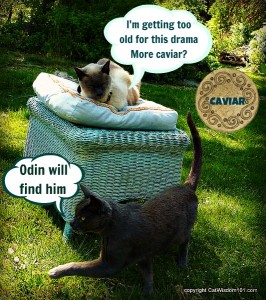 birthday-cats-garden-cat wisdom 101