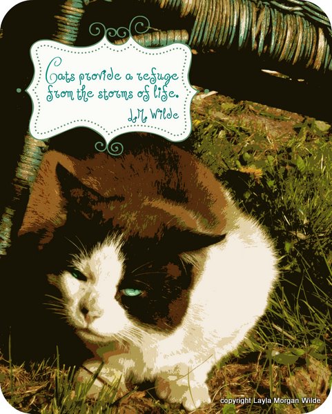 Cat-quote-comfort-refuge-life-art-domino-cat wisdom 101