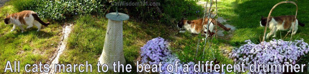 cats-quote-march-different-drummer-cat wisdom 101