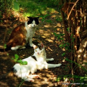 cats-ralph lauren-sun dappled-cat wisdom 101