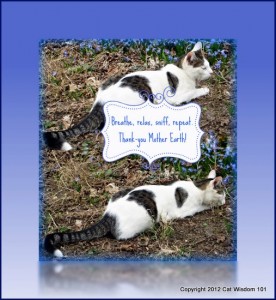 Thank-you mother earth-cat prayer-cat wisdom 101