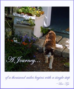 a-journey-quote-step-cat-art-cat wisdom 101