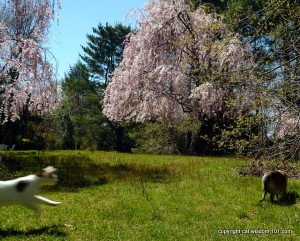 cat-playing-pouncing-prey-spring -cherry blossoms-cat wisdom 101