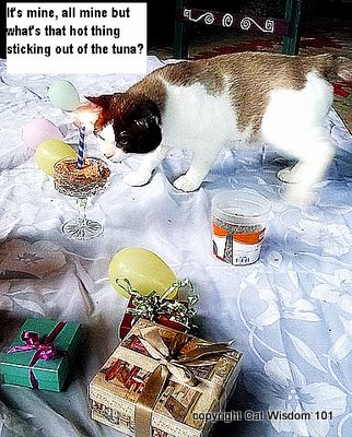 domino-birthday-cat wisdom 101