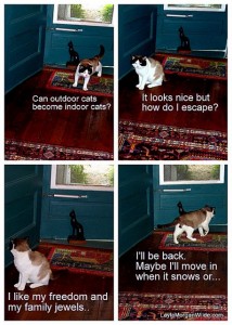 domino-indoors-cat wisdom 101
