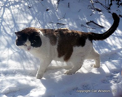 domino snow-cat wisdom 101