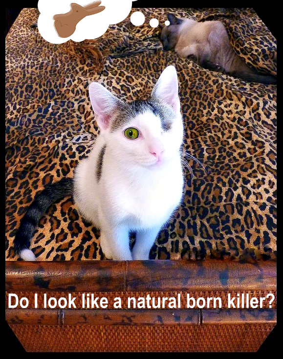 easter-bunny-cats-fuunn-killer-cat wisdom 101