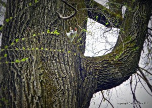 easter-tree-cat-catwisdom101-egg hunt