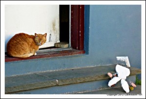 feline-fine art-photography-go-orange-cat