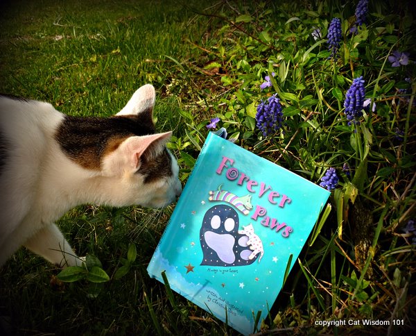 forever paws-davis-cat wisdom 101-book-review-odin