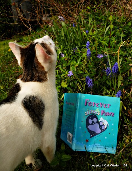 forever paws-davis-cat wisdom 101-book-review