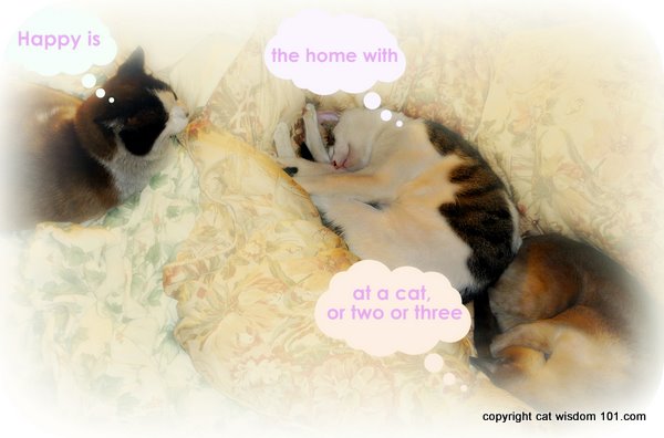 happy cats-cat wisdom 101-cat sleeping-quote-home