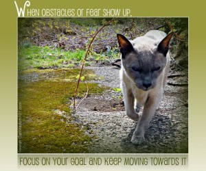 merlin-cat wisdom 101-quote-fear-obstacles-oprah