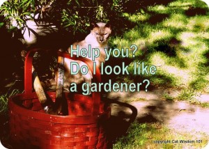 merlin-mancat mondays-cat wisdom101-gardening