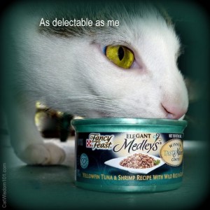 purina-fancy feast-cat wisdom 101-odin-delectable-giveaway