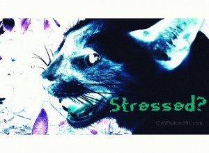 stress-cat-art-behaviorist