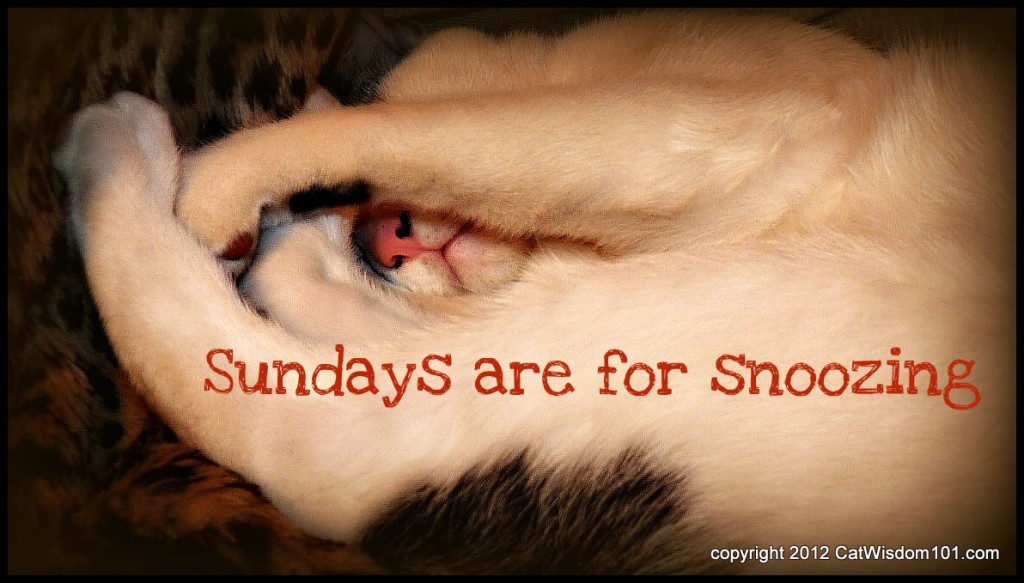 sunday-snooze-cat-cute-cat wisdom 101-art