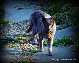 vet-visit-gris gris-cat wisdom101