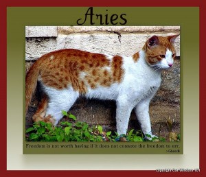 zodiac-aries-cat-cat wisdom 101