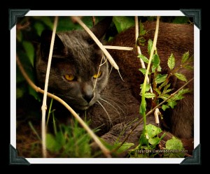 GG-cat-hiding-gris gris-garden