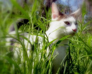 odin-cat-grass-garden