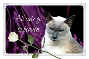 Monday-merlin-cat-wisdom-quote-heaven
