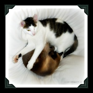 brother-cats-brotherly-love-cute-napping