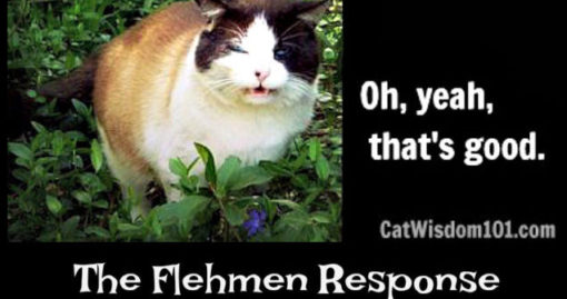 Flehmen response in cats