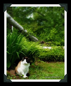 domino-garden-meditation-nature-cat