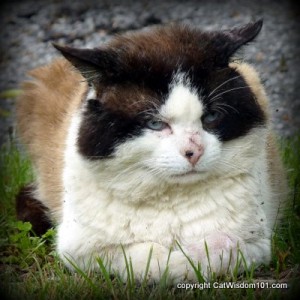 domino-post-recovery-abscess-cat
