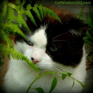 domino-smell-garden-aromatherapy-essential oils-cats