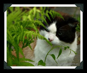 domino-smell-garden-cat-ferns-cat wisdom 101