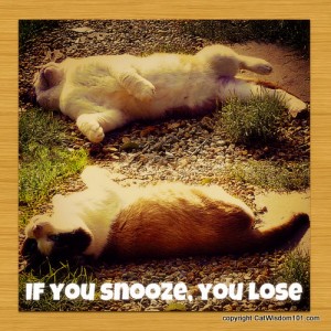 if you snooze you lose-quote-cute-cat