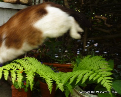jumping-cat-domino