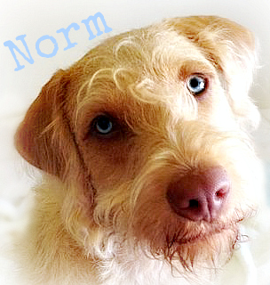norm-jill delzer-pet sitter-dog