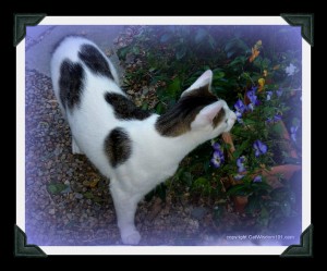 odin-flowers-smell-cat-pansies