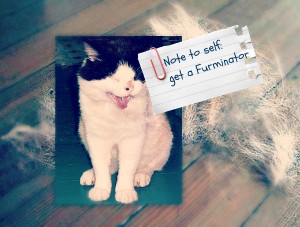 shedding-cat-vet 101-cat wisdom 101