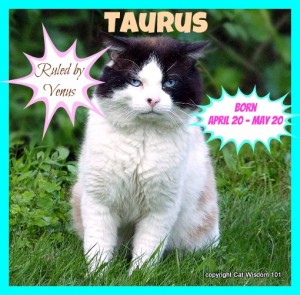 taurus-cat-domino-cat wisdom 101