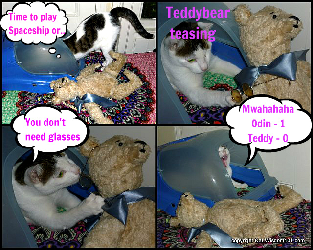 teddy bear-cat-playing-glasses-funny